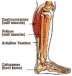 Leg muscles, stretching for plantar fasciitis